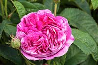 Rosa 'Charles de Mills' AGM - an old Gallica rose