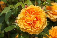 Rosa Golden Beauty 'Korberbeni' - a Floribunda Rose