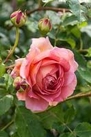 Rosa Jubilee Celebration 'Aushunter' - Rose