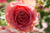 Rosa Jubilee Celebration 'Aushunter' - Rose