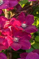 Clematis 'Rouge Cardinal' Late Large-flowered Group