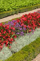 Planting combination of Begonia 'Inferno Red', Verbena rigida and Helichrysum italicum with low Box hedges.