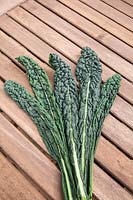 Freshly picked leaves of Cavolo Nero - Tuscan Kale