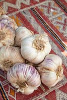 Fresh plait of garlic on a kilim covered table