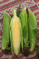 Freshly picked Sweetcorn, Corn on the Cob, Maize showing ripe yellow kernels