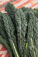 Cavolo Nero di Toscana - Tuscan Kale freshly picked leaves in a bunch