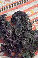 Curly Kale 'Redbor' - Borecole