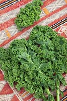 Green Curly Kale 'Westland Winter' - Borecole
