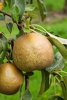 Dessert Pear Delbard d'Automne = 'Delsanne' also known as 'Goldember'. Pyrus communis. Credit must include: © Jo Whitworth