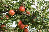 Apple 'Fiesta' - Malus domestica - Dessert apple. Synonym 'Red Pippin'. Credit must include: © Jo Whitworth