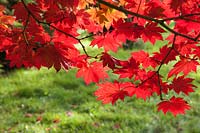 Acer japonicum 'Vitifolium' - red autumn foliage of Japanese Maple