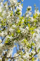 Prunus domestica - Plum 'Bluetit' in blossom AGM