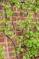 Redcurrant 'Jonkheer van Tets' AGM fan trained against a wall