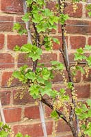 Redcurrant 'Jonkheer van Tets' AGM fan trained against a wall