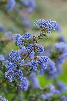 Ceanothus 'Puget Blue' AGM - evergreen shrub with blue flowers in spring