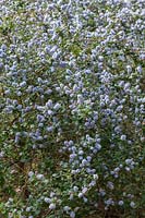 Ceanothus 'Eleanor Taylor' - an evergreen small tree, pale blue flowers in spring