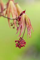 Acer palmatum 'Takinogawa' - new foliage and flowers emerging in spring