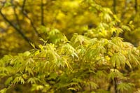 Acer shirasawanum 'Autumn Moon' - Japanese Maple - fresh spring foliage