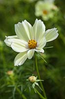 Cosmos bipinnatus 'Xanthos' - a new introduction, as the first yellow-flowered Cosmos bipinnatus.