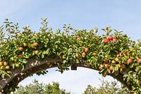 Malus domestica 'Jonagold' - apple grown over an arch