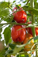 Tomato 'San Marzano' - Solanum lycopersicum ripening on the vine