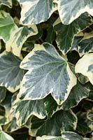 Hedera helix 'Cavendishii' - Ivy foliage