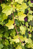 Hedera helix 'Amberwaves' - Ivy foliage