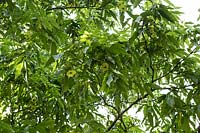 Pterocarya paliurus- syn. Cyclocarya paliurus -Japanese Wingnut tree