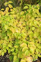 Cornus sanguinea 'Cato' foliage in autumn