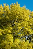 Fraxinus angustifolia var. australis foliage in autumn against a blue sky