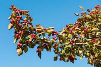 Crataegus pedicellata syn. Crataegus coccinea - Scarlet Hawthorn - red berries in autumn against a blue sky