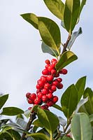 Ilex x altaclerensis 'James G. Esson' berries in autumn