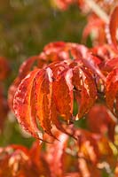 Cornus kousa 'Beni-fuji' colourful foliage in autumn
