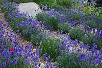 Lavandula growing on a hillside in The L'Occitane Garden at RHS Chelsea Flower Show 2010 designed by James Towillis
