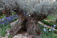 The L'Occitane Garden at RHS Chelsea Flower Show 2010 designed by James Towillis