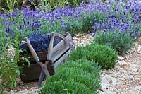 A box of harvested Lavandula on the sloping field in The L'Occitane Garden at RHS Chelsea Flower Show designed by James Towillis