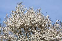 Magnolia salicifolia 'Wada's Memory' flowering in spring