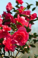 Camellia x williamsii 'Mirage' flowering in spring