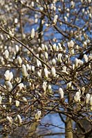 Magnolia 'Pristine' flowering in spring