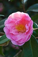 Camellia 'Cornish Spring' ( japonica x cuspidata )
