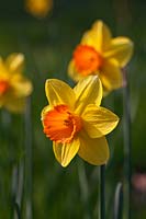 Narcissus 'Oratorio' a Division 2 Daffodil