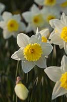 Narcissus 'Silver Standard'