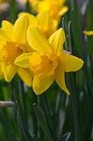 Narcissus 'Yellow Moon', a historical daffodil dating from 1935