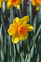 Narcissus 'Kilmorack'