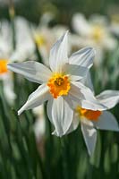 Narcissus 'Lucifer' a historical daffodil dating from pre-1897