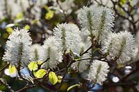 Fothergilla major Monticola Group flowering in spring
