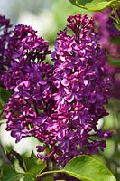 Syringa vulgaris 'Edith Braun' flowering in spring - Lilac