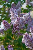 Syringa vulgaris 'Senateur Volland' flowering in spring - Lilac