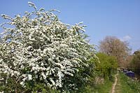 Crataegus monogyna - Common Hawthorn beside the towpath of the Kennet and Avon Canal