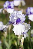 Iris 'Violet Icing' flowering in spring
